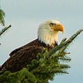 Eagle in Tree