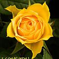 I Love You with yellow rose