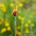 Upsidedown Ladybug