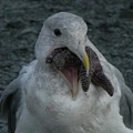 Funny Seagull With Starfish