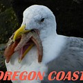 Oregon Coast Seagull Eating Starfish